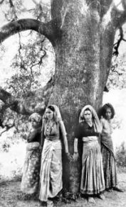 chipko