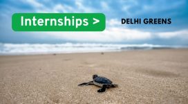 internships at delhi greens