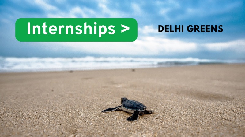 internships at delhi greens